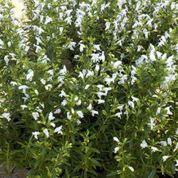 小低木 | オザキフラワーパーク | オザキフラワーパーク