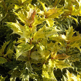 斑入り | オザキフラワーパーク | オザキフラワーパーク