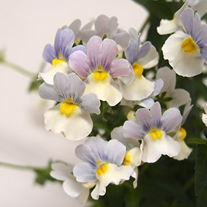 ネメシア オザキフラワーパーク