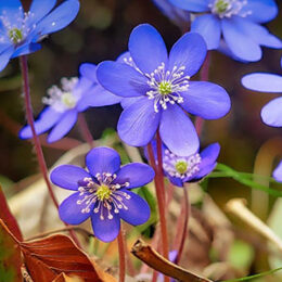 山野草 | オザキフラワーパーク | オザキフラワーパーク