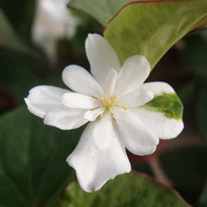 ドクダミ | オザキフラワーパーク