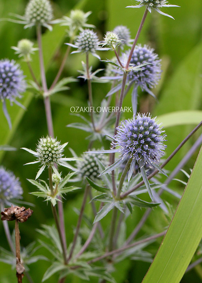 エリンジウム マツカサアザミ オザキフラワーパーク