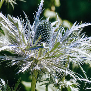 エリンジウム マツカサアザミ オザキフラワーパーク