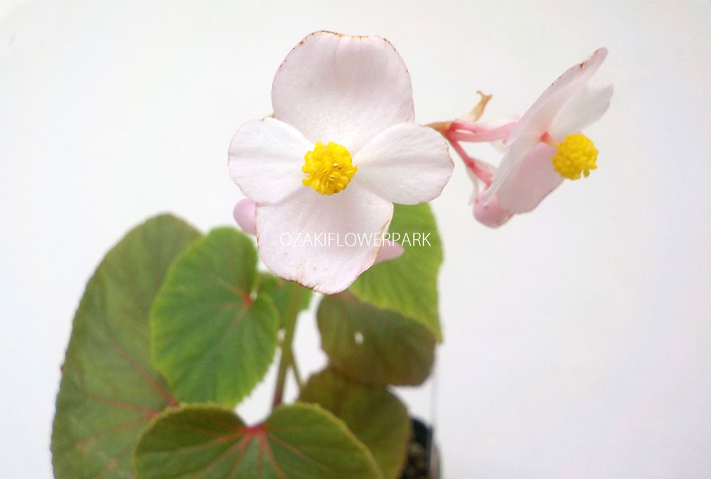 シュウカイドウ 秋海棠 オザキフラワーパーク