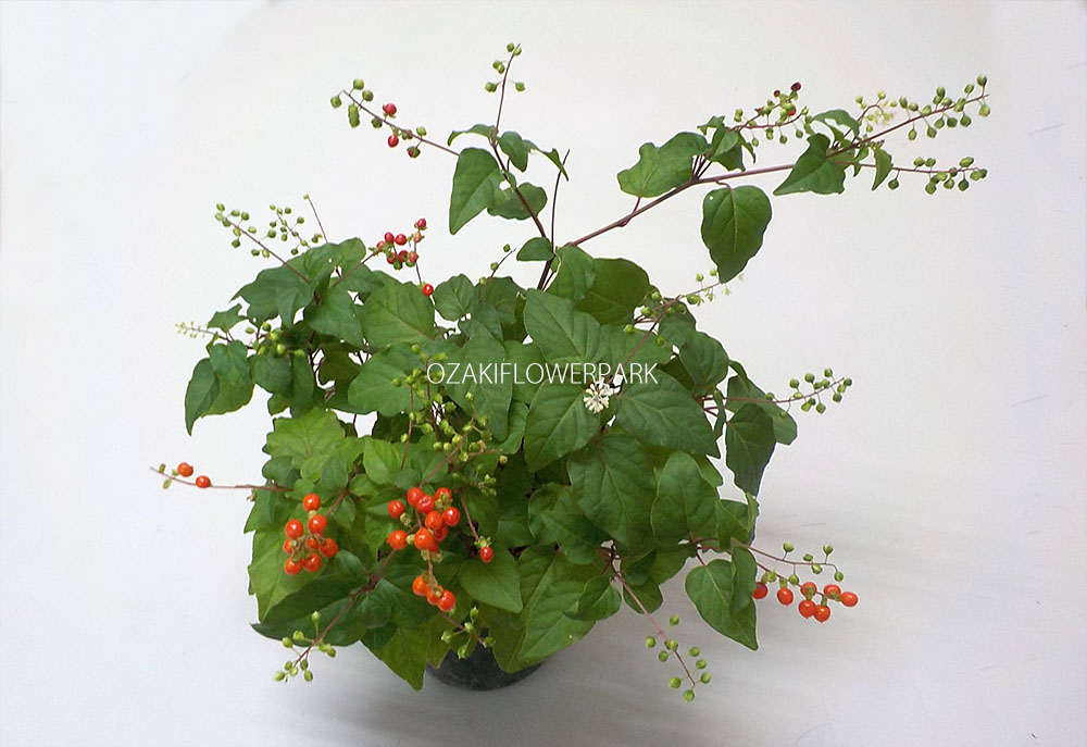 ジュズサンゴ（数珠珊瑚） | オザキフラワーパーク 