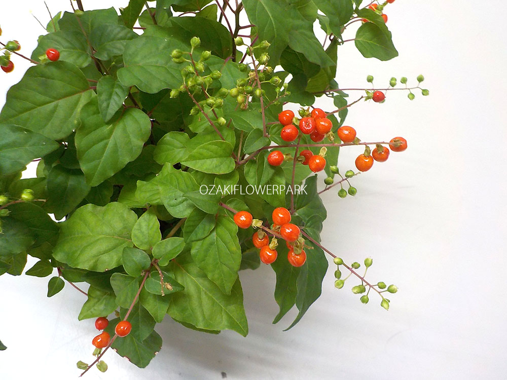 ジュズサンゴ（数珠珊瑚） | オザキフラワーパーク 