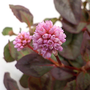 ポリゴナム（ヒメツルソバ、姫ツルソバ） | オザキフラワーパーク 