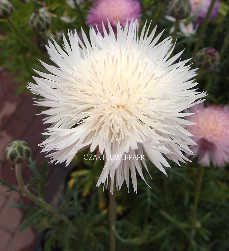 ヤグルマギク 矢車菊 セントーレア コーンフラワー オザキフラワーパーク