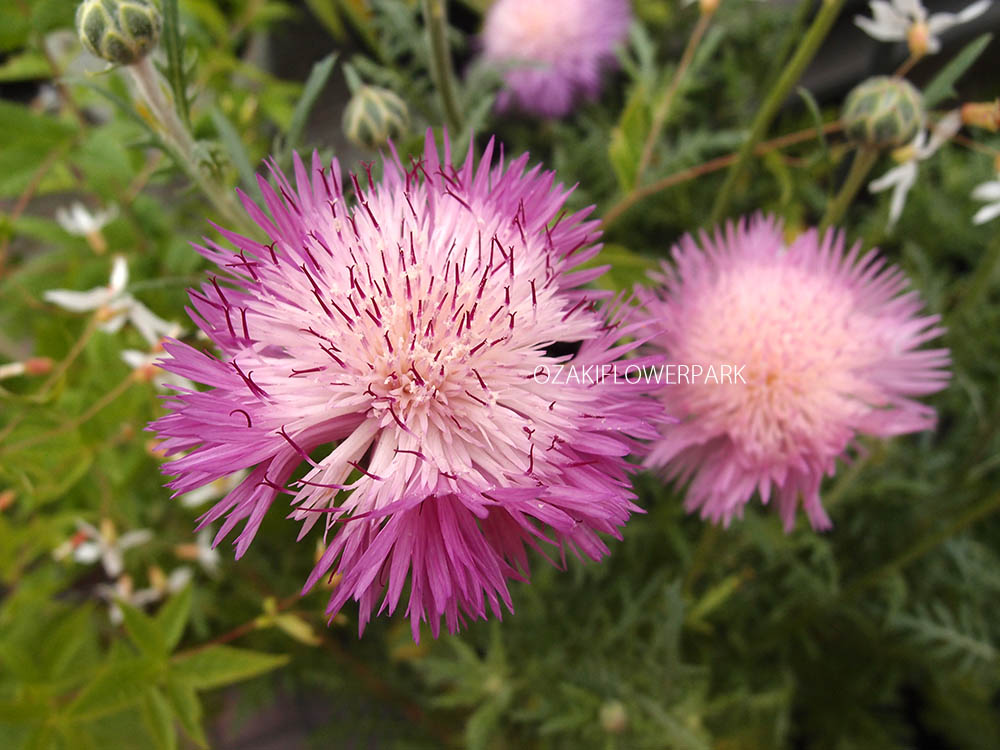 ヤグルマギク 矢車菊 セントーレア コーンフラワー オザキフラワーパーク