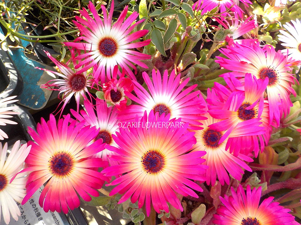 リビングストンデージー オザキフラワーパーク