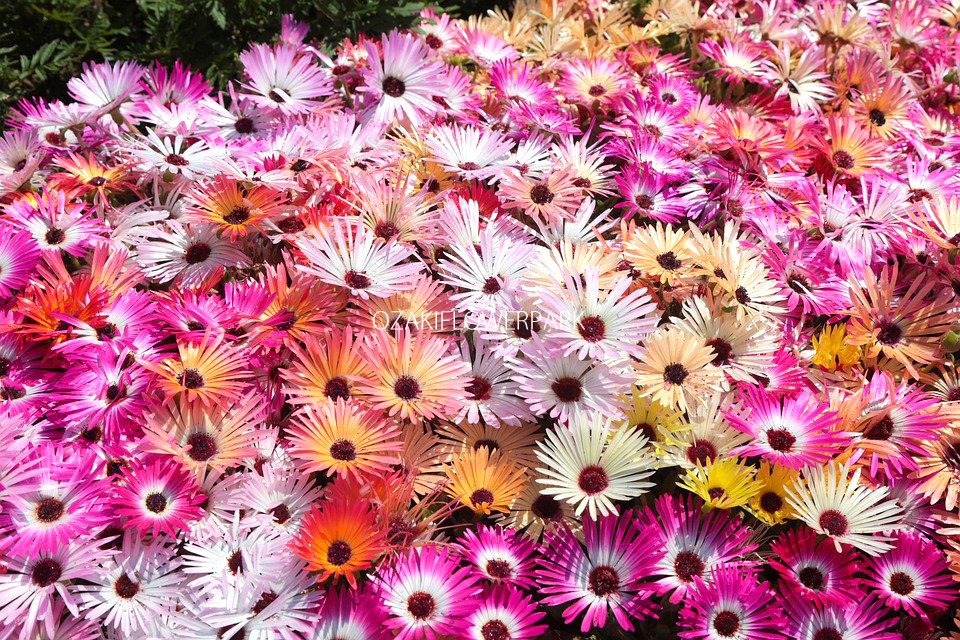 リビングストンデージー オザキフラワーパーク