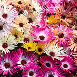 リビングストンデージー オザキフラワーパーク