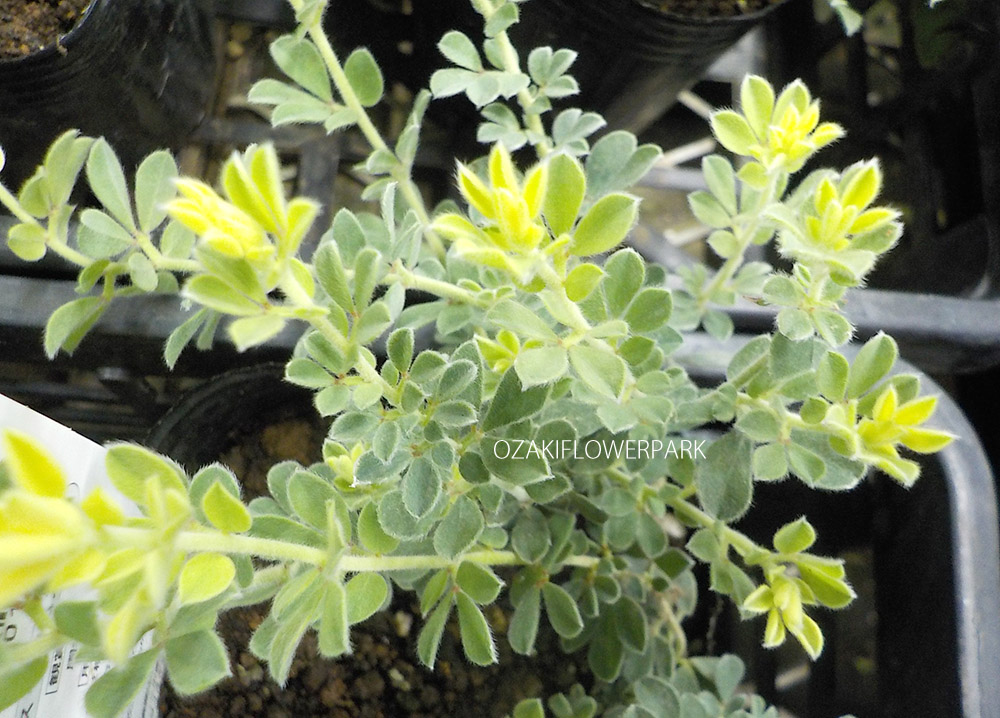 ロータスブリムストーン オザキフラワーパーク