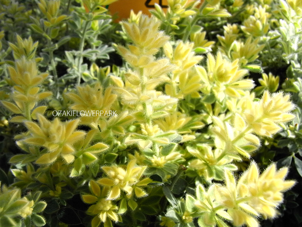 ロータスブリムストーン オザキフラワーパーク