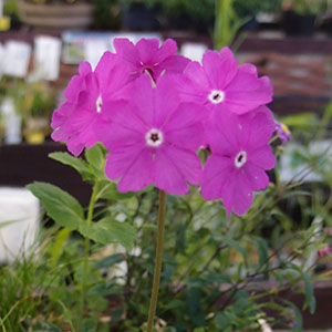 ニホンサクラソウ 日本桜草 オザキフラワーパーク