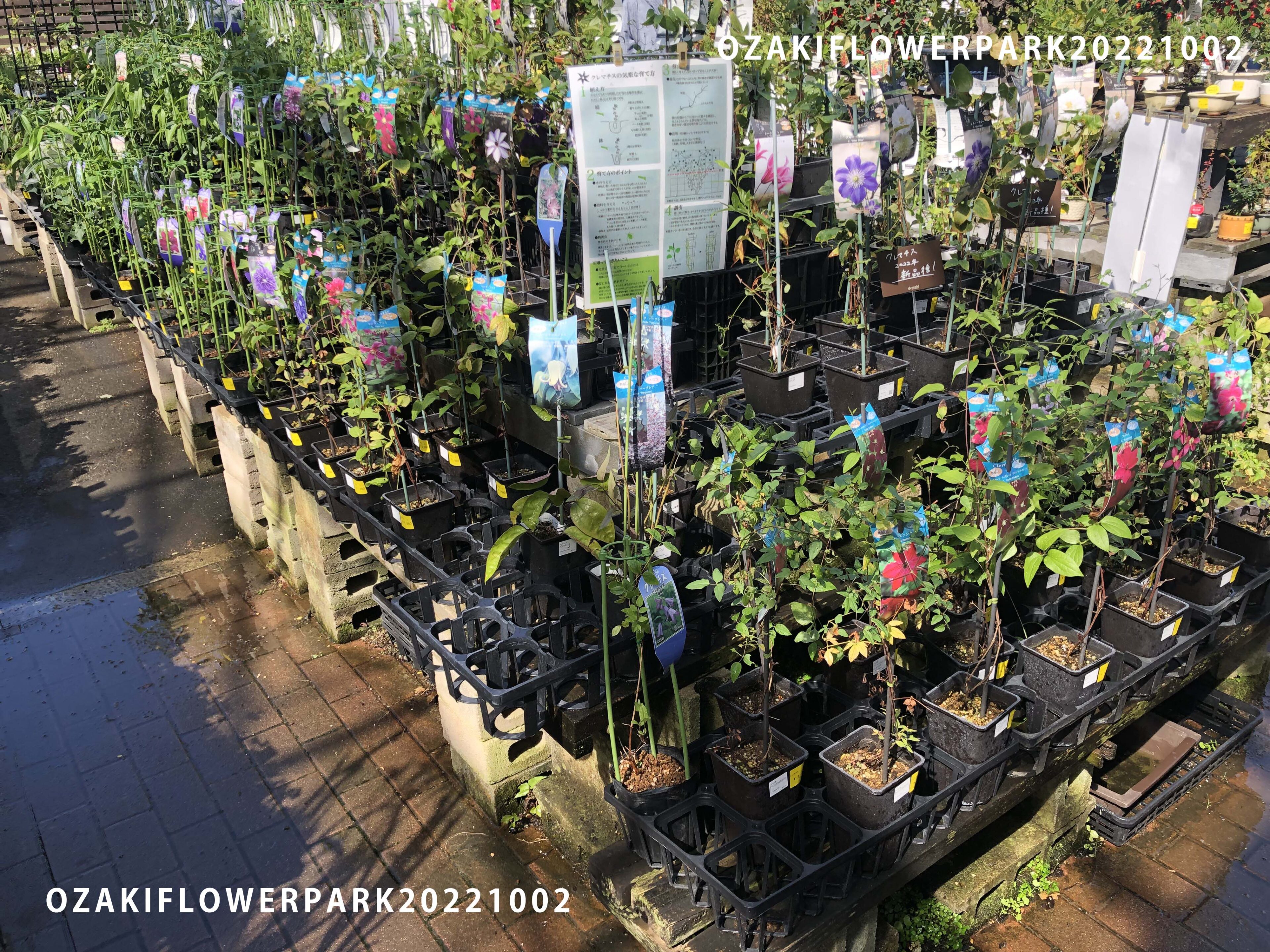 1f クレマチス入荷 新商品ピックアップ オザキフラワーパーク