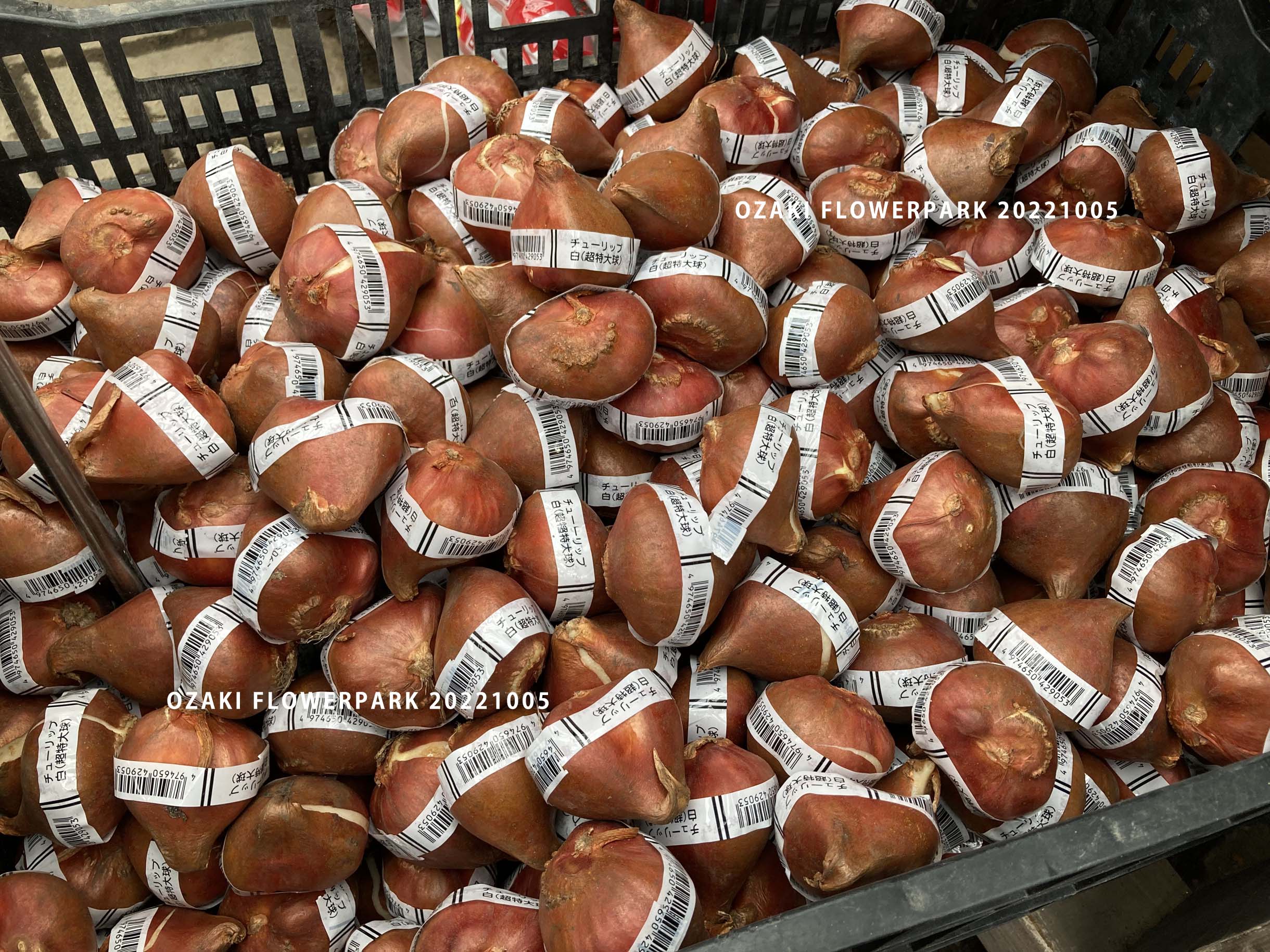 1F| 野菜・球根売り場からご案内 | オザキフラワーパーク | オザキ