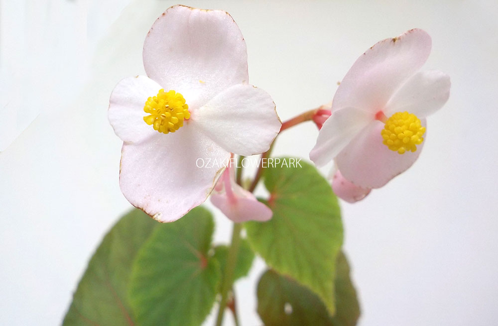 シュウカイドウ 抜き苗 S - 植物/観葉植物