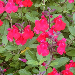 チェリーセージ（サルビア・ミクロフィラ） | オザキフラワーパーク