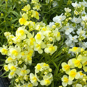 リナリア（姫金魚草） | オザキフラワーパーク