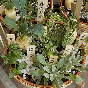 春の七草（七草籠） | オザキフラワーパーク | オザキフラワーパーク
