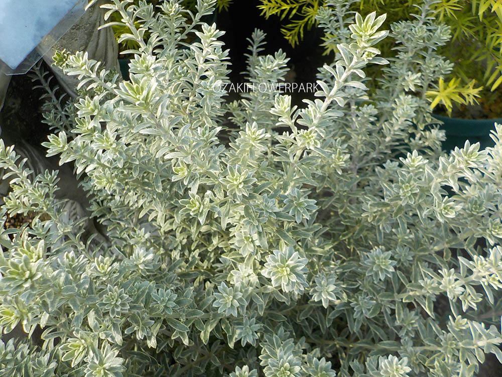 ウエストリンギア オーストラリアンローズマリー オザキフラワーパーク