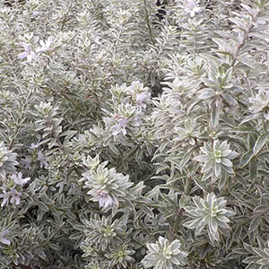 ウエストリンギア オーストラリアンローズマリー オザキフラワーパーク