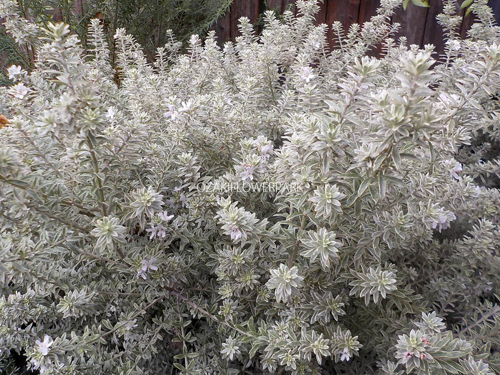 ウエストリンギア オーストラリアンローズマリー オザキフラワーパーク