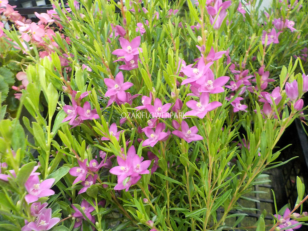 サザンクロス クロウエア オザキフラワーパーク