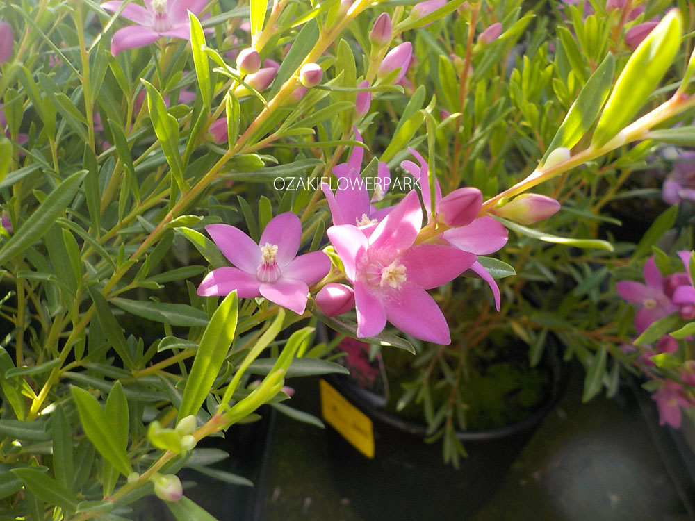 サザンクロス クロウエア オザキフラワーパーク