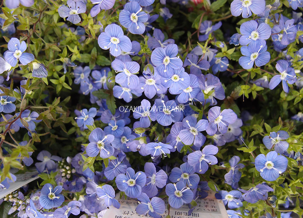 ベロニカ ベロニカ オックスフォードブルー オザキフラワーパーク
