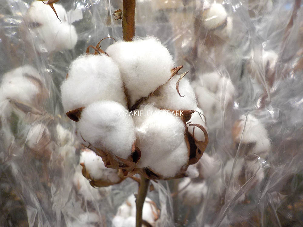 ワタ 綿 コットン オザキフラワーパーク
