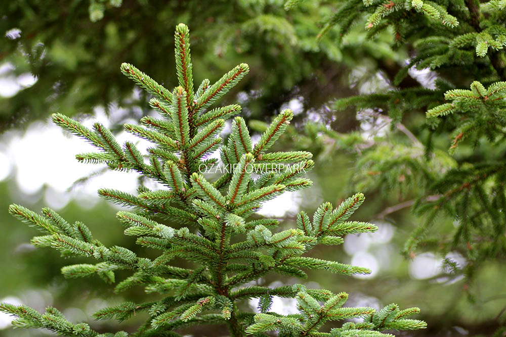 モミの木（モミノキ） | オザキフラワーパーク 