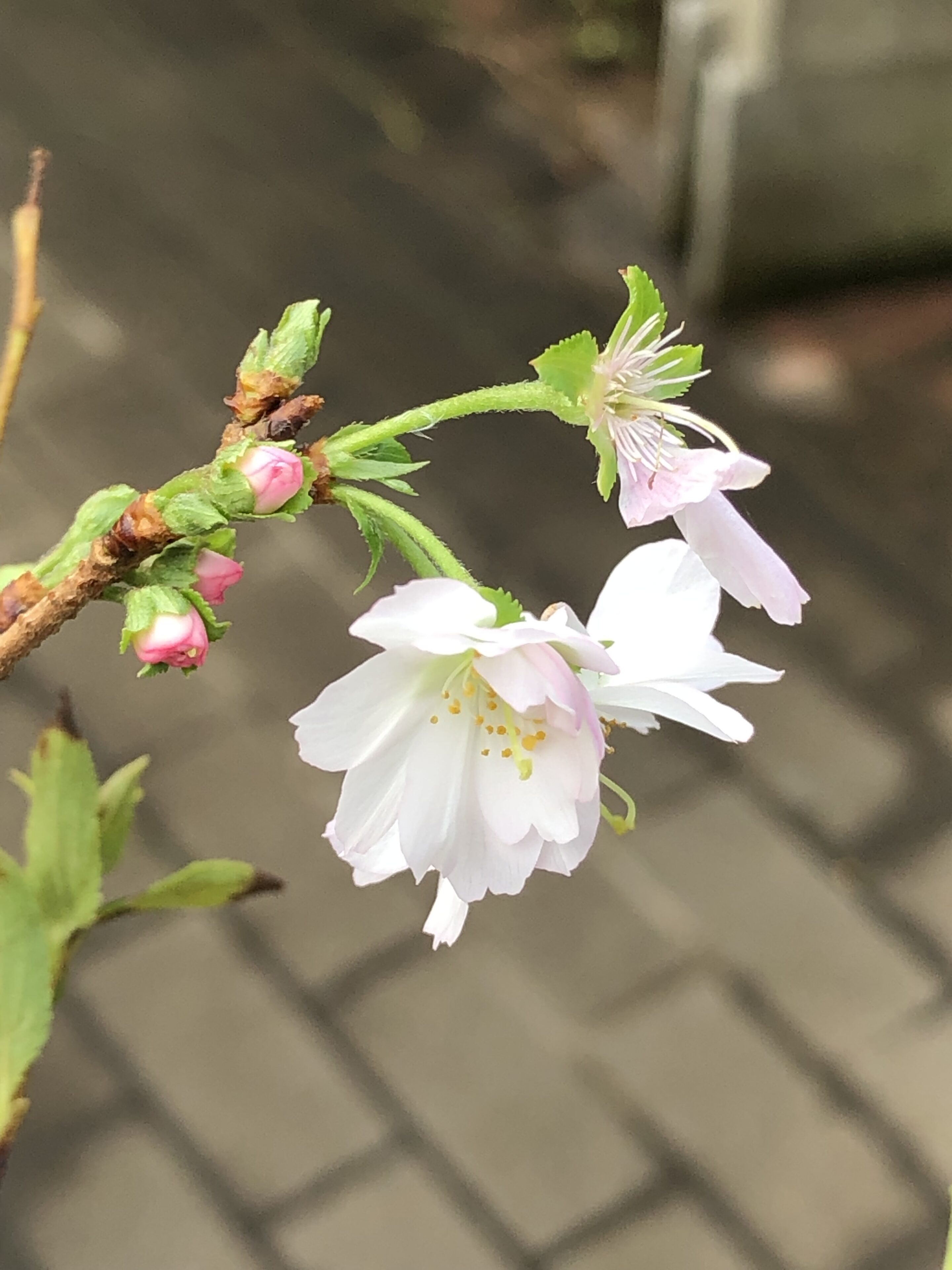 1F|和物入荷しました。（他、バラ入荷予定など） | オザキフラワー