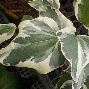 オカメヅタ（ヘデラ・カナリエンシス） | オザキフラワーパーク