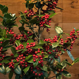 クリスマスホーリー　西洋柊 クリスマスホーリー（西洋柊） | オザキフラワーパーク