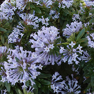 タマクルマバソウ（玉車葉草）（アスペルラ・オリエンタリス