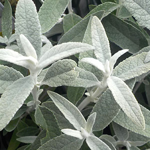 ブッドレア シルバーアニバーサリー | オザキフラワーパーク | オザキ