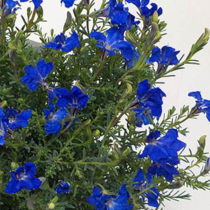 ハツコイソウ（初恋草）（レシュノルティア） | オザキフラワーパーク