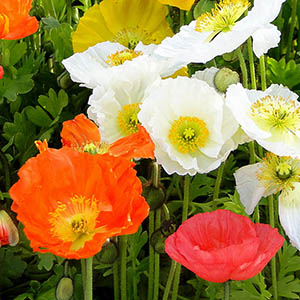 ポピー（アイスランドポピー） | オザキフラワーパーク 