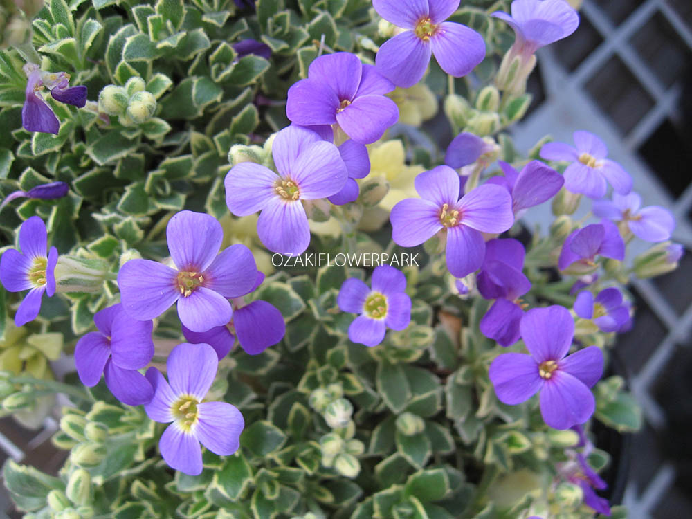 オーブリエチア オーブリエタ オザキフラワーパーク