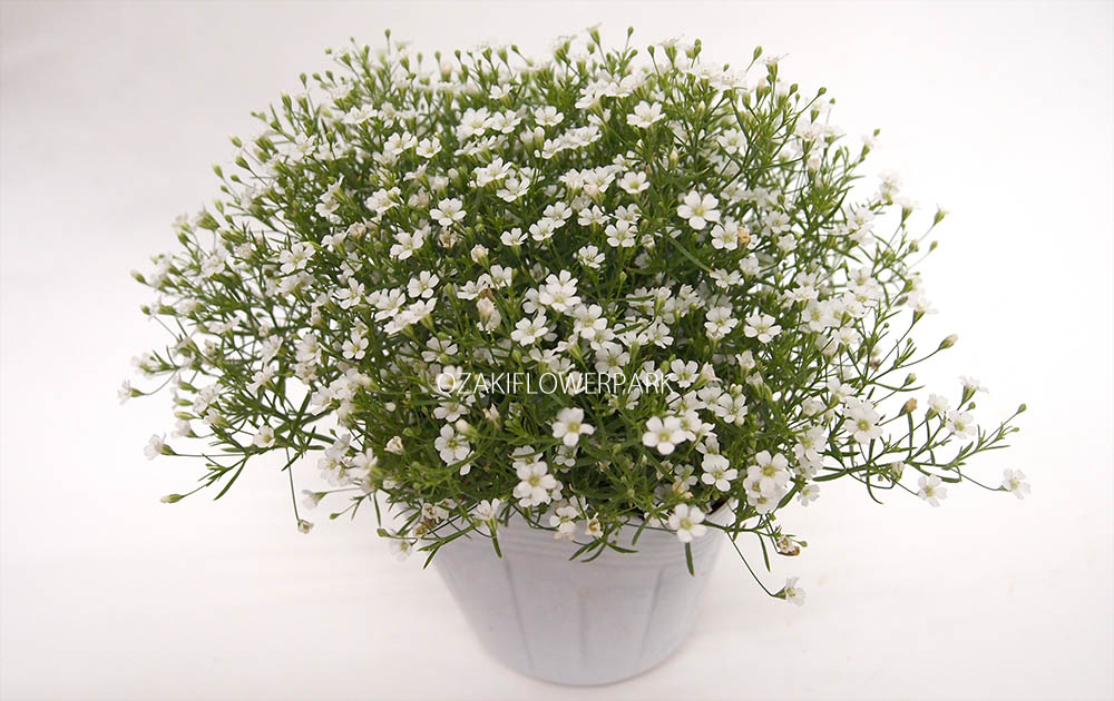 カスミソウ ジプシー ジプソフィラ オザキフラワーパーク