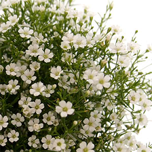 カスミソウ ジプシー ジプソフィラ オザキフラワーパーク