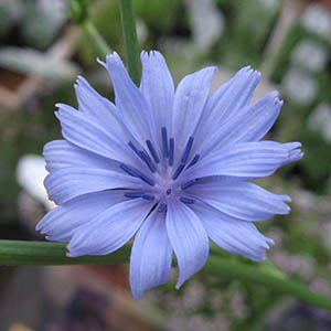 チコリ オザキフラワーパーク