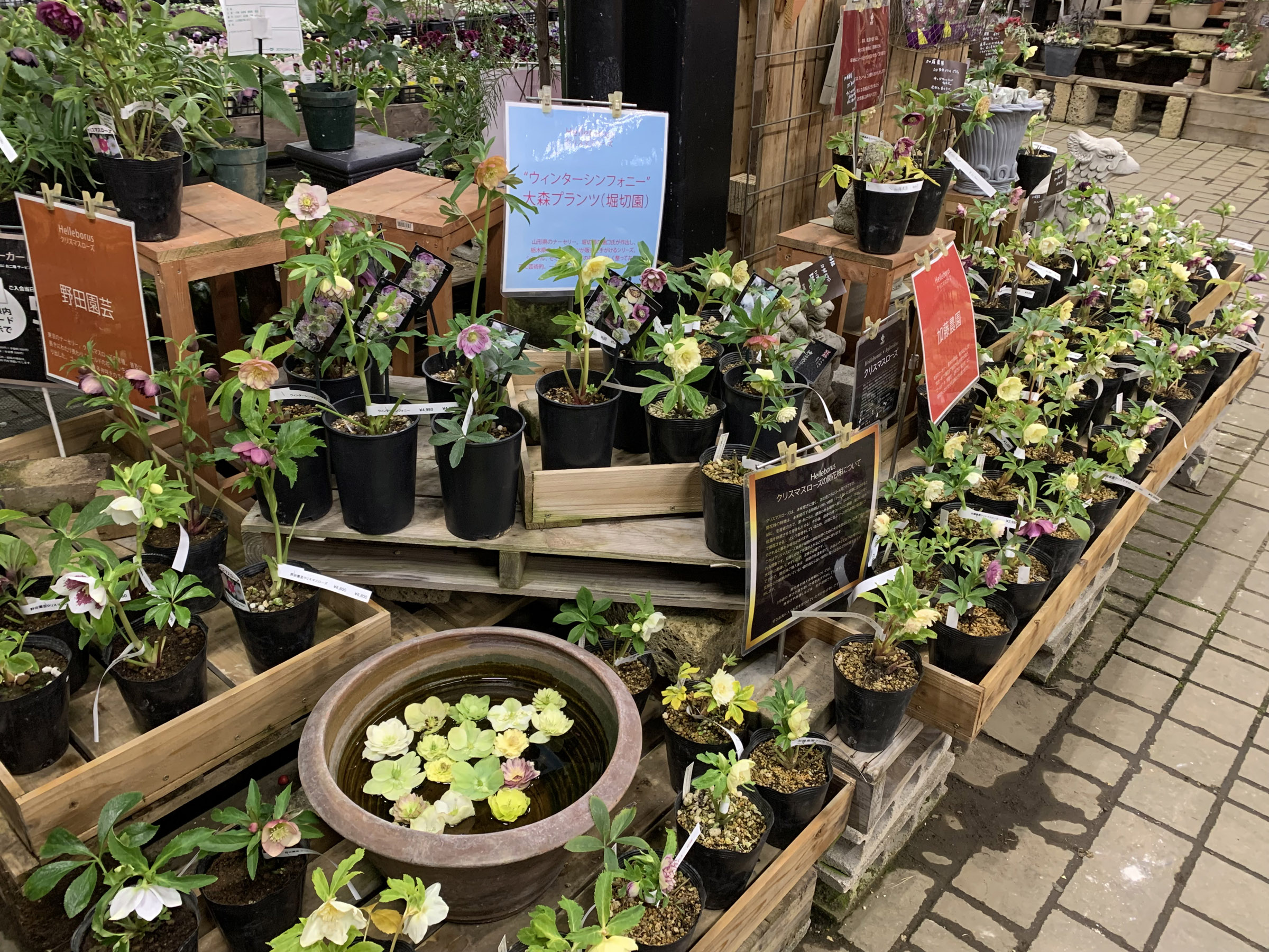クリスマスローズ 加藤農園 紅白の輝き 充実株 7号苗 開花1 蕾 9（一点 