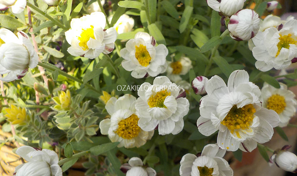 ハナカンザシ 花かんざし ローダンテ オザキフラワーパーク