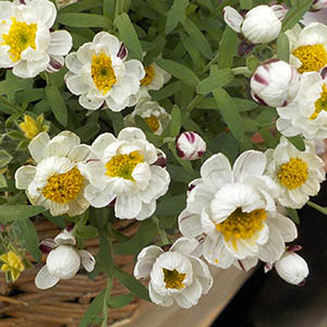 ハナカンザシ 花かんざし ローダンテ オザキフラワーパーク