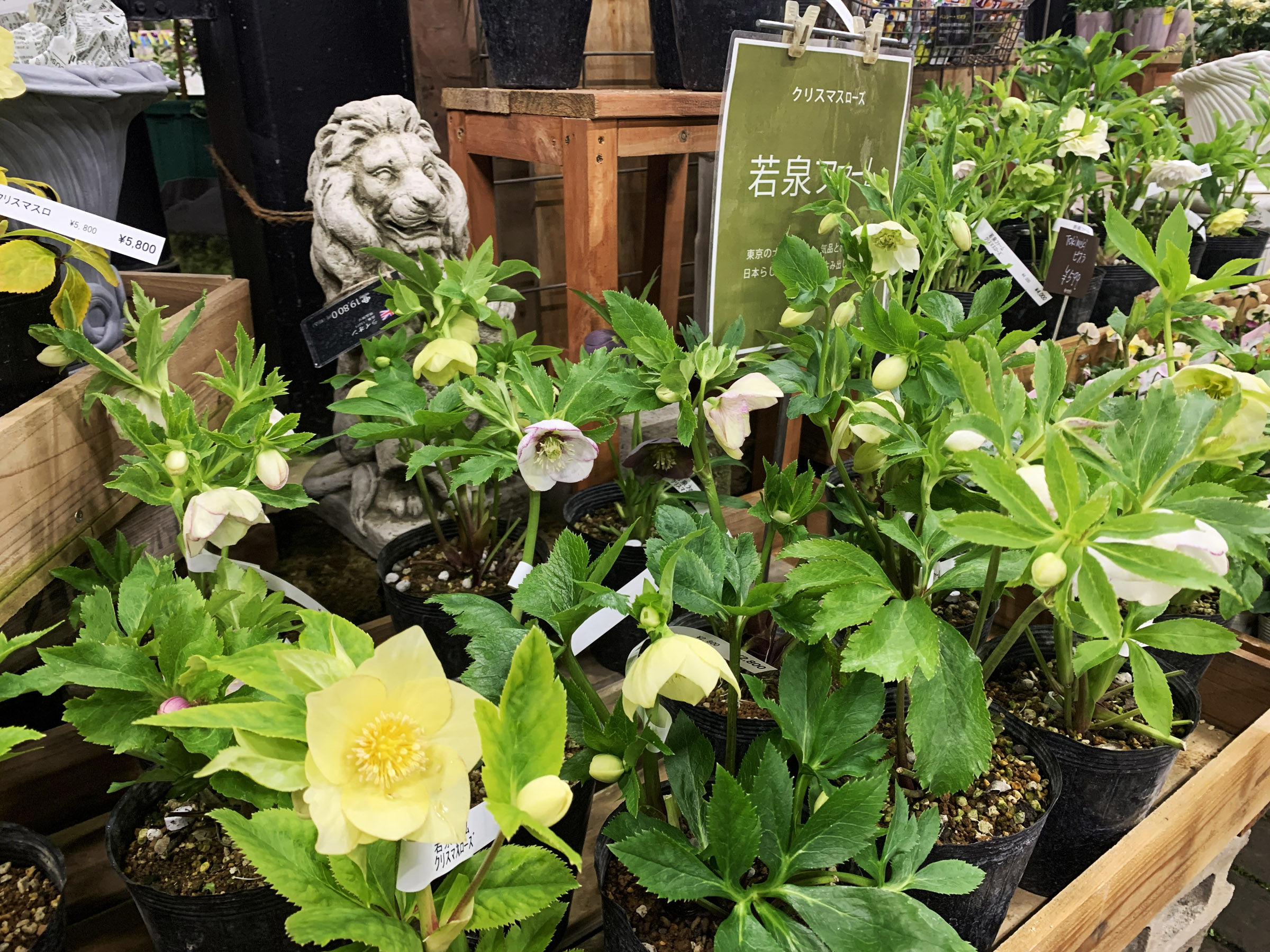 1F|クリスマスローズ入荷!(若泉ファーム) | オザキフラワーパーク 