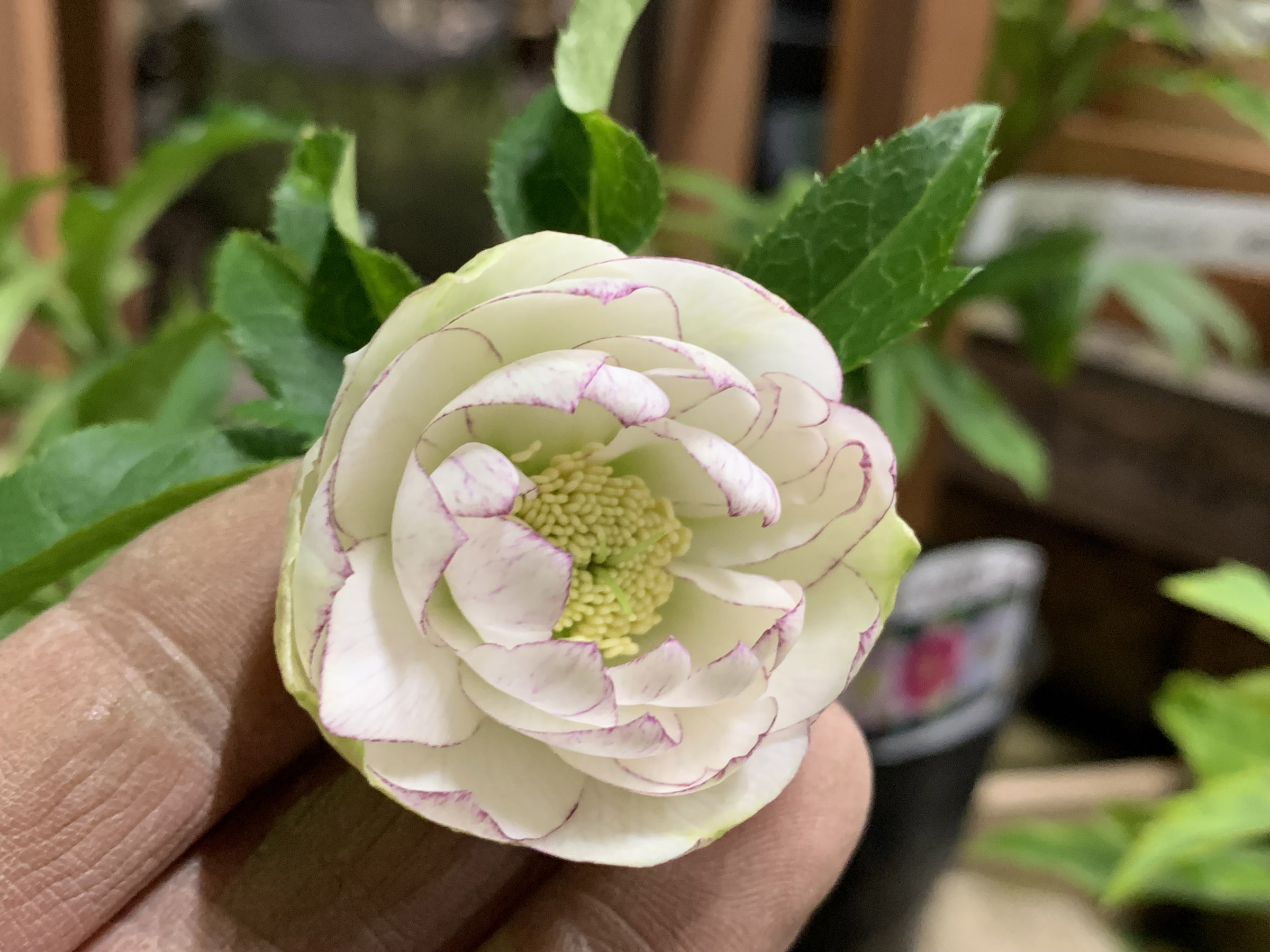1F|クリスマスローズ入荷!(野田園芸)…ヌーヴェルヴァーグも入荷です 
