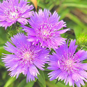 ストケシア | オザキフラワーパーク | オザキフラワーパーク